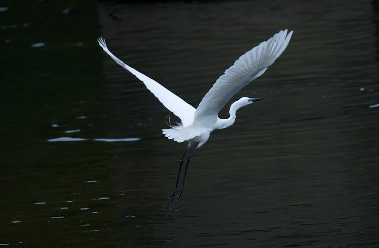 An Egret Flying 