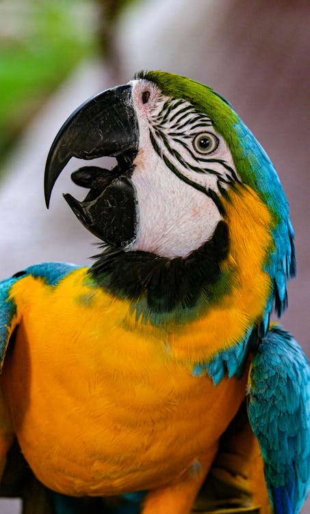 Close-Up Shot of a Macaw · Free Stock Photo