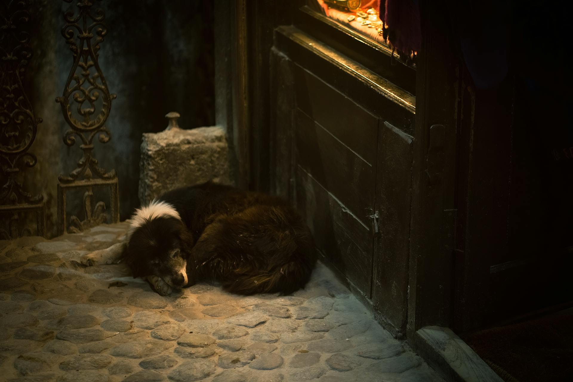 Dog Sleeping on the Floor