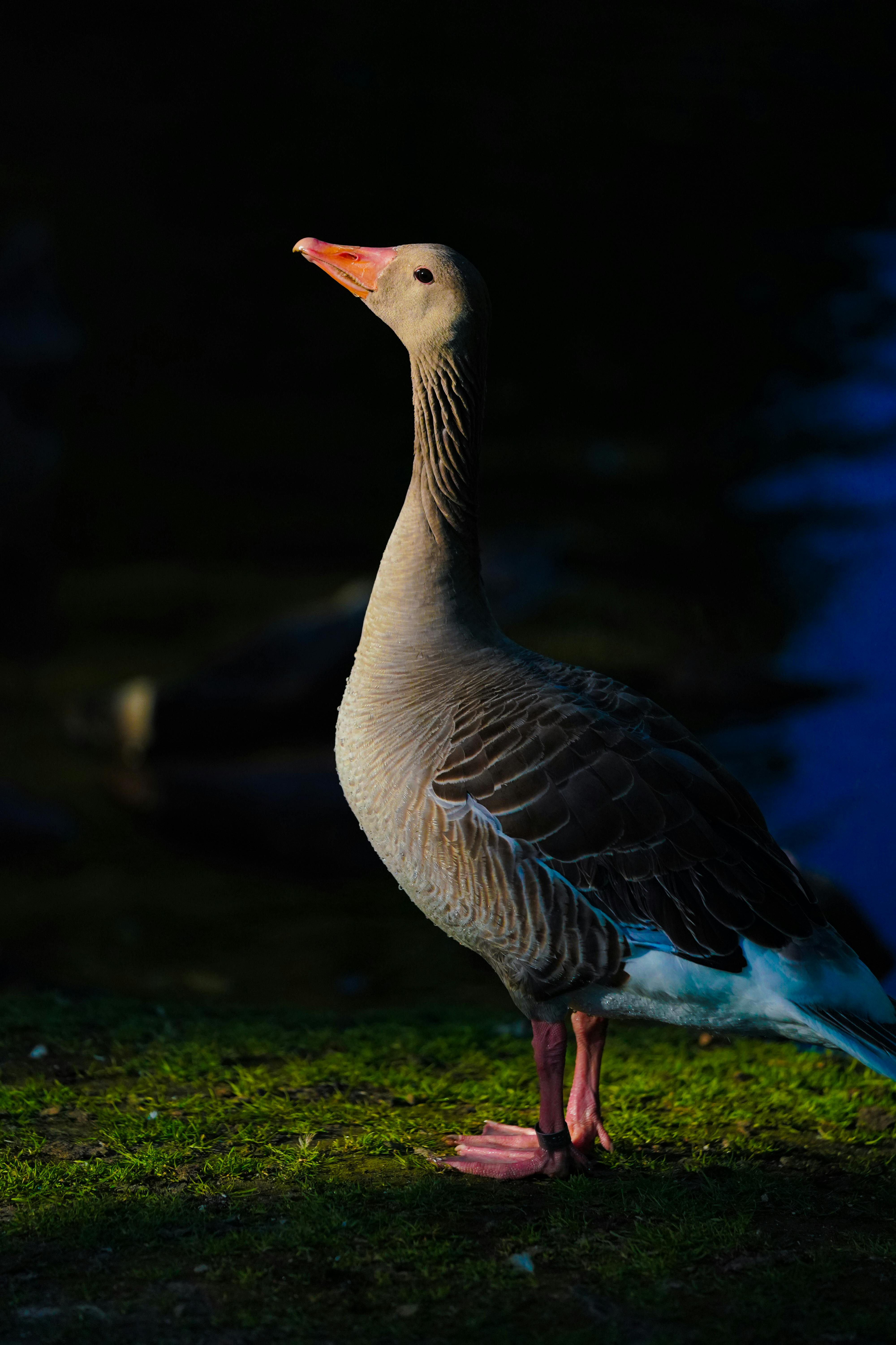 Two Birds Flying · Free Stock Photo