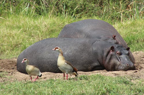 Hippopotamus Lying Down on Muddy Ground 