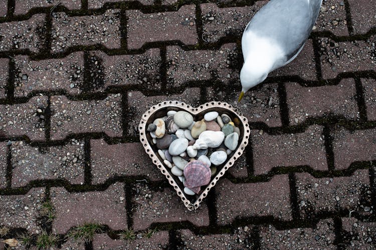 Assorted Pebbles And Shells In A Heart Shaped Metal Bowl 