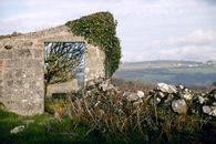 Ruins being Covered with an Ivy Plant