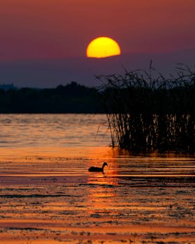 A serene sunset scene featuring a duck silhouette gliding across a peaceful lake.