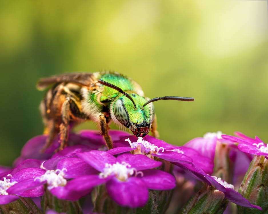 Free Bee on Purple Flower Stock Photo