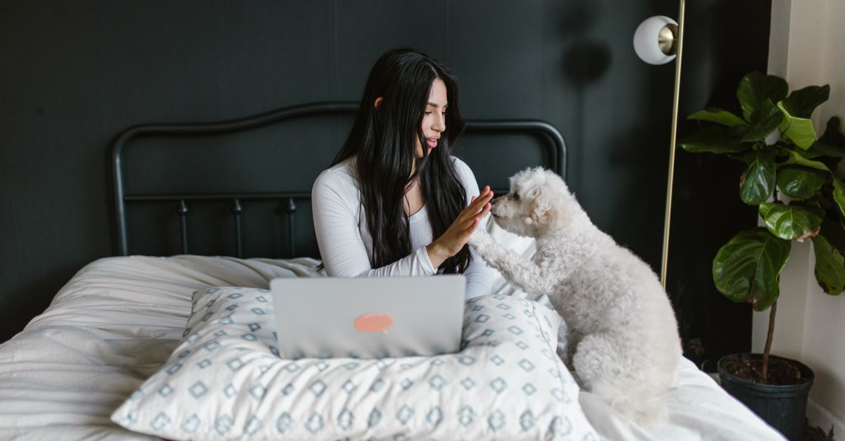 How to Set Up a Pet-Friendly Office Space