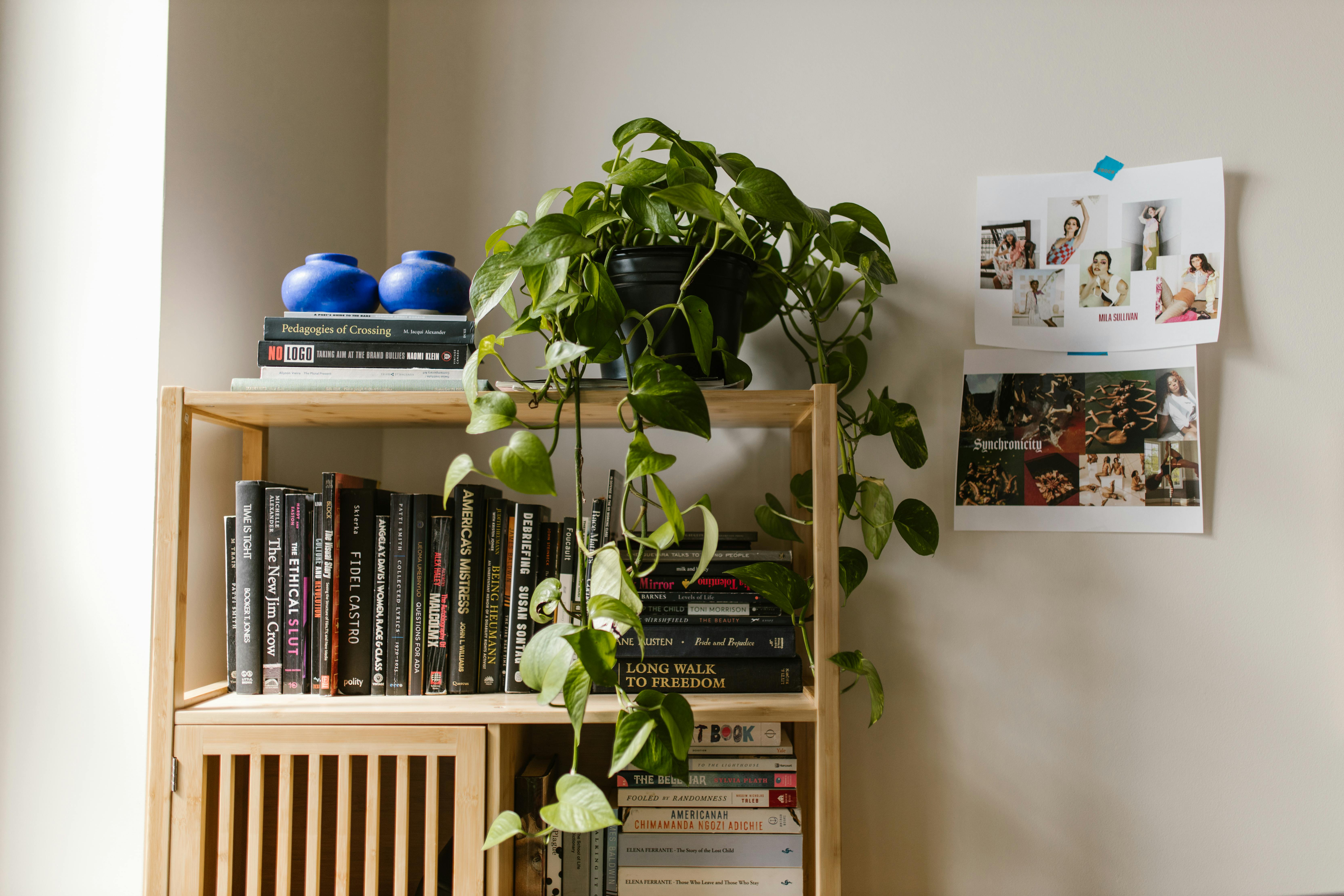 A wooden shelf with books, a potted green plant, and decor items indoors.