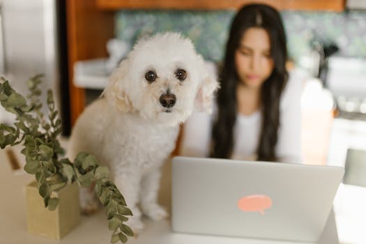 A woman works from home with her Toy Poodle sitting nearby, creating a cozy indoor atmosphere.