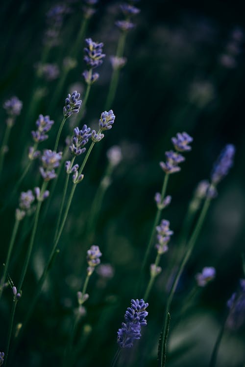 Lavender Flowers in Tilt Shift Lens