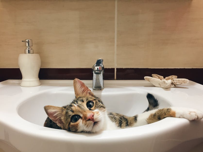 Why do cats follow you to the bathroom Reddit