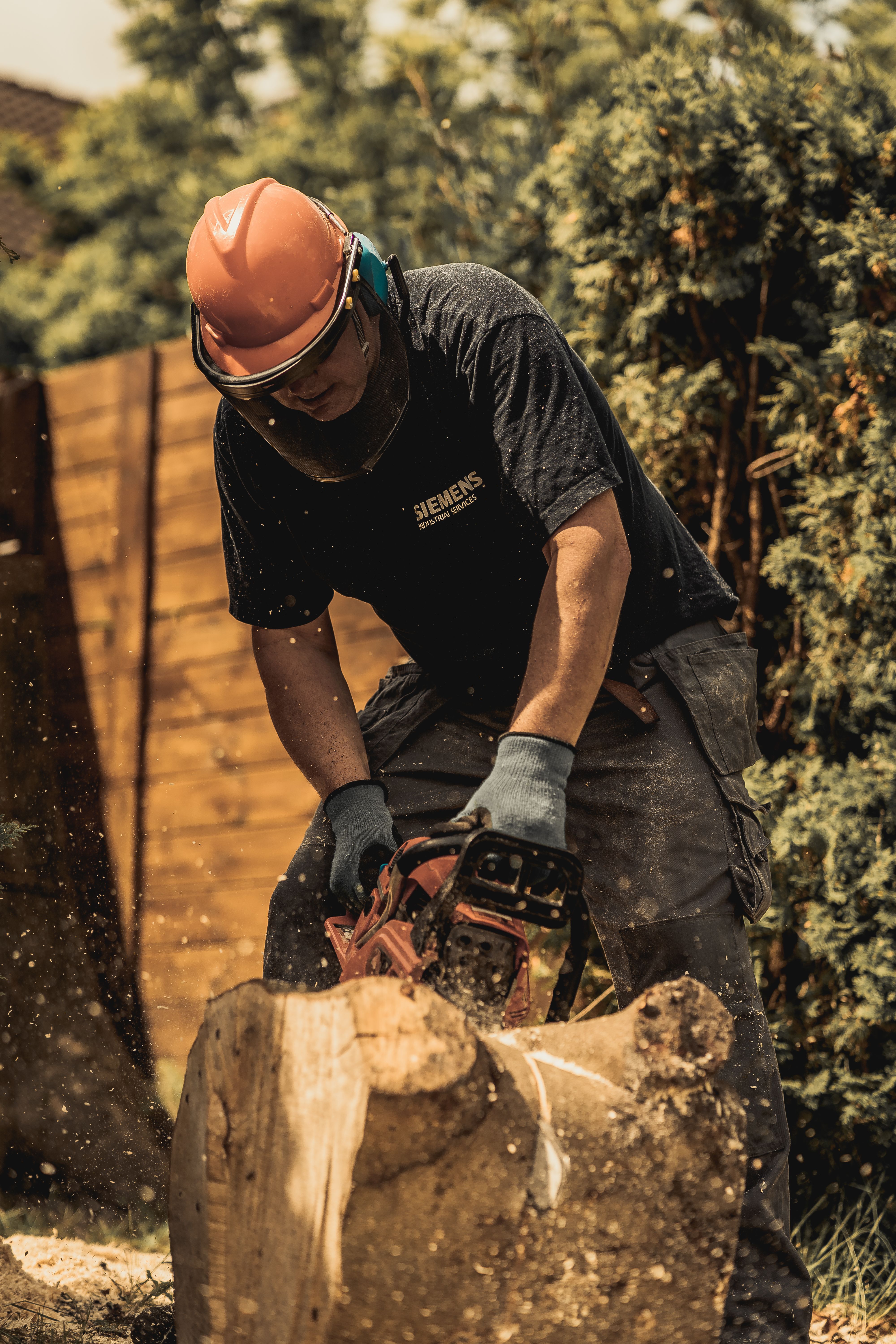 Tree stump being cut down to ground level with a power saw (stock image)