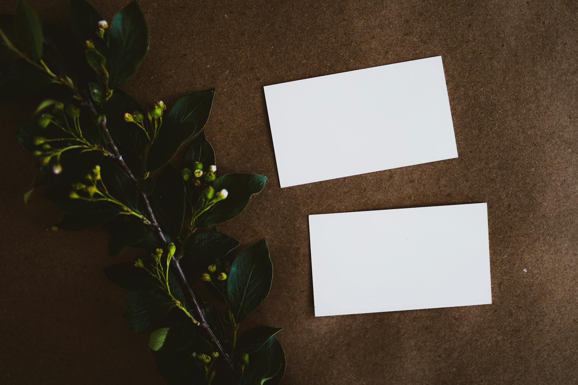 Two blank white cards on a brown background with dark green leaves. Minimalist design with natural elements.