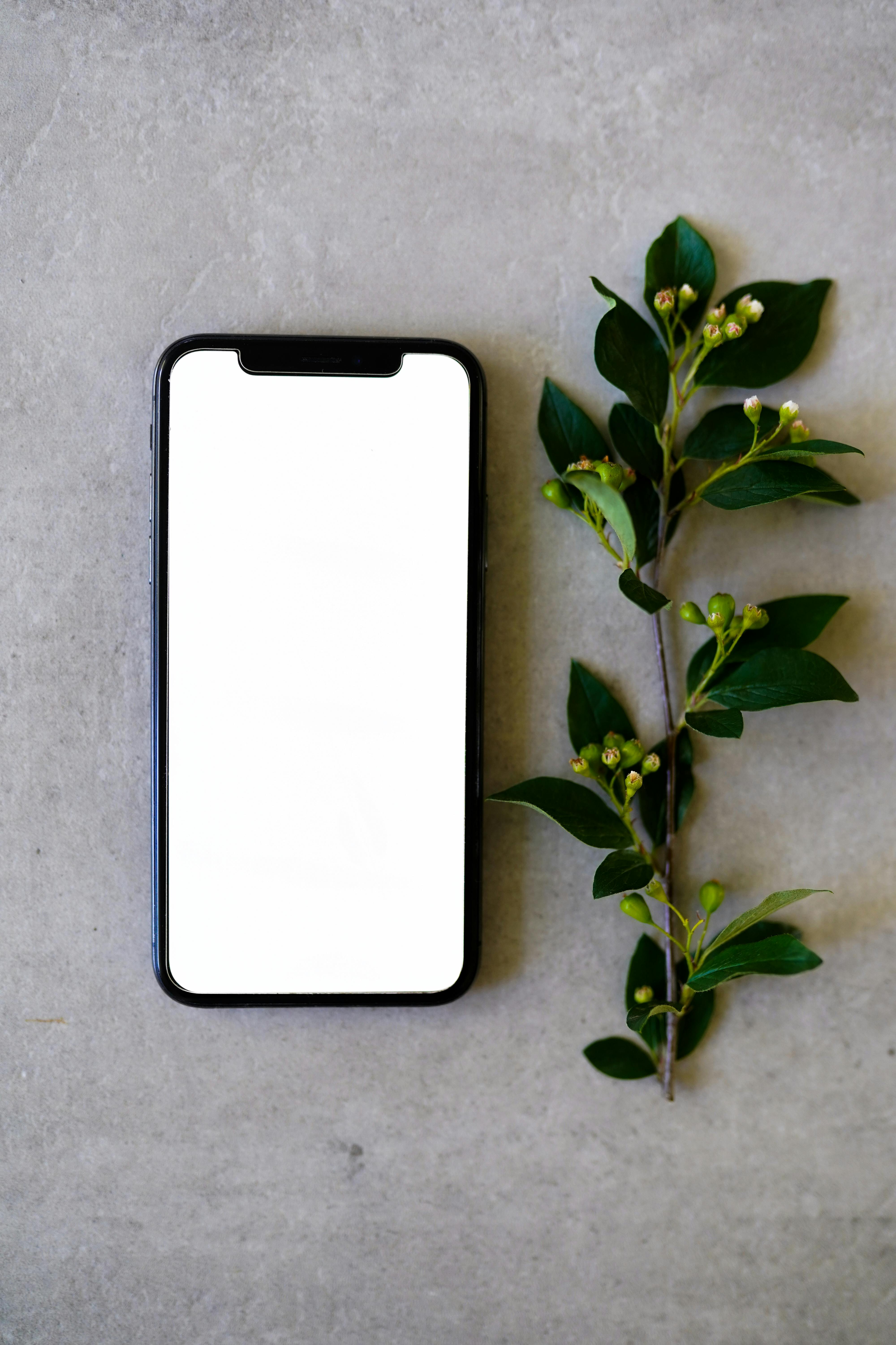 Minimalist flat lay of a smartphone and plant stem on a concrete surface, emphasizing modern tech style.