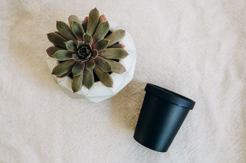 Free Top view of a succulent in a geometric pot alongside a black pot on a beige background. Stock Photo
