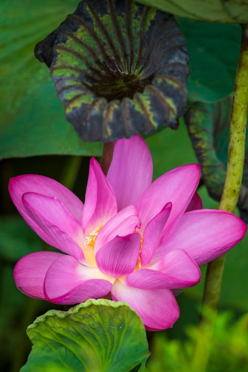 Imagine de stoc gratuită din floare roz, fotografie de flori, fotografiere verticală