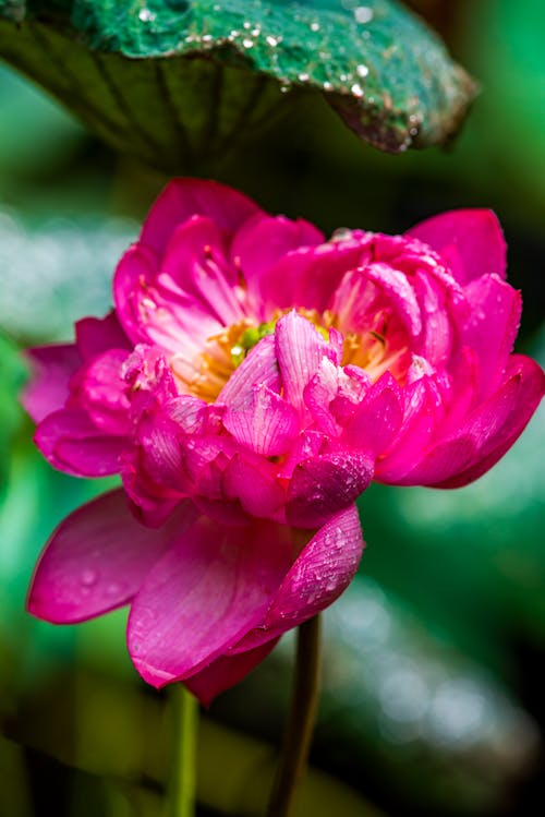 Free Blooming Pink Water Lily Flower With Water Droplets Stock Photo