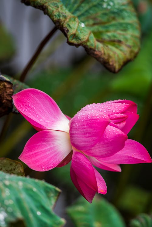 Imagine de stoc gratuită din flori roz, fotografie de flori, fotografiere verticală