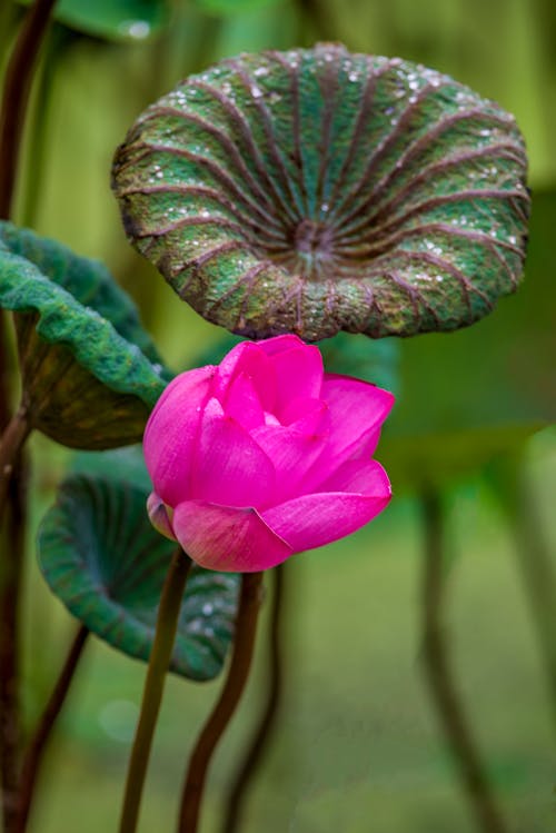 Безкоштовне стокове фото на тему «ботанічний, водна рослина, водяна лілія»