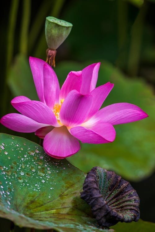 Pink Lotus Flower on Water