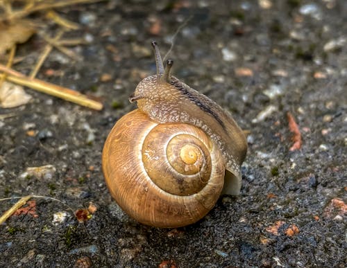 Free stock photo of przyroda, snail