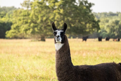 Foto stok gratis binatang, herbivora, llama