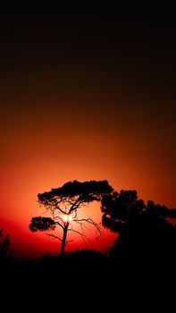 A captivating silhouette of a tree set against a vibrant sunset sky.