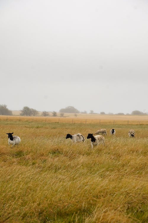 White and Black Sheep on Grass Field