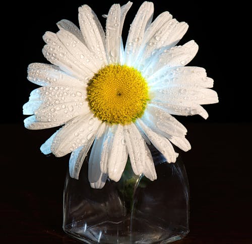 White Daisy in Clear Glass Vase