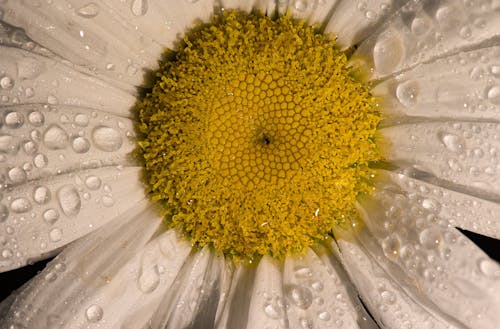 Close Up Shot of a Flower