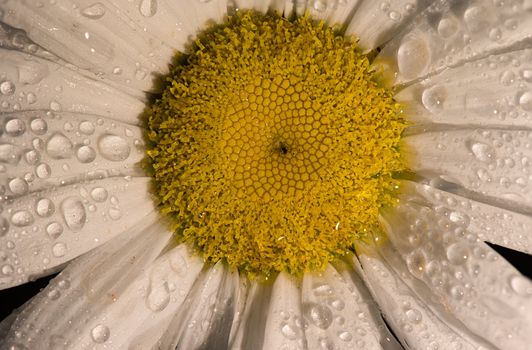 Detailed macro shot of a daisy flower with dewdrops, highlighting its natural beauty.