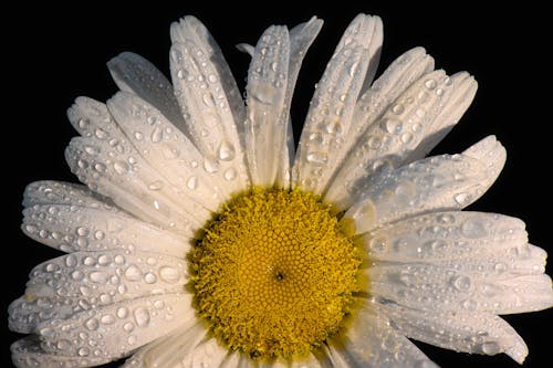 White Daisy With Water Droplets