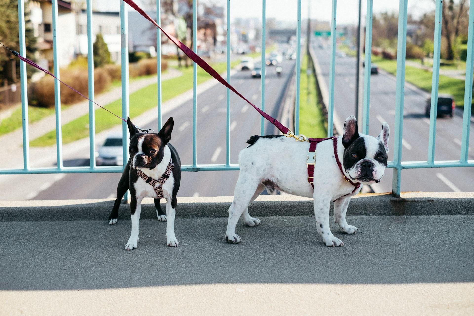 Des chiens en laisse