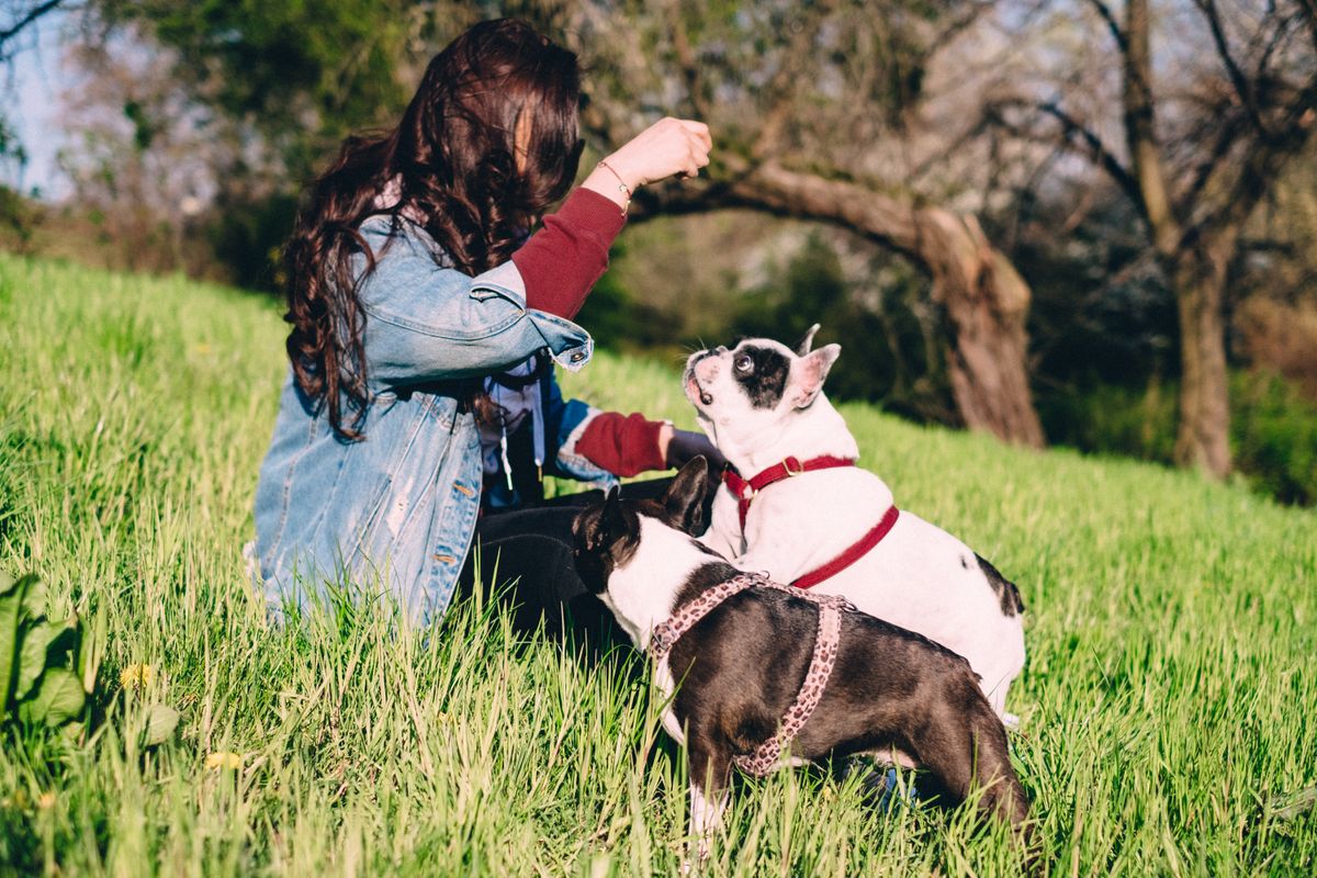 Bouledogue français : guide complet - Tempérament et comportement du Bouledogue français
