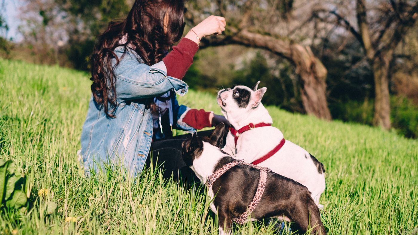 When Dog Food Supplements Are Actually Worth It (And When They Aren't)