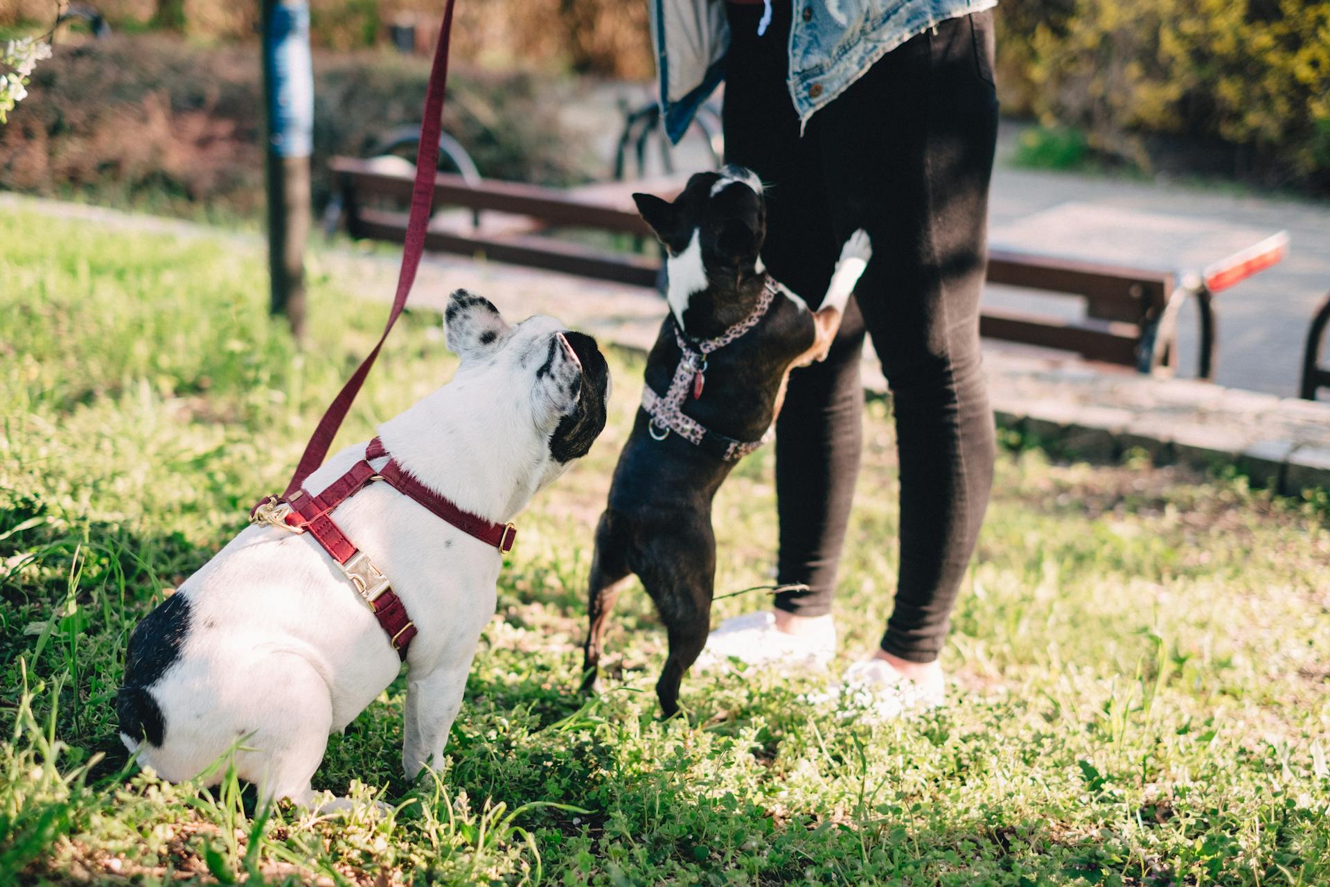 Dogs Looking at a Person