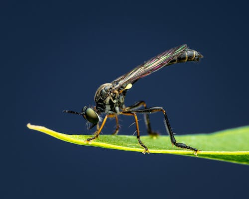 곤충 사진, 독설, 비행의 무료 스톡 사진