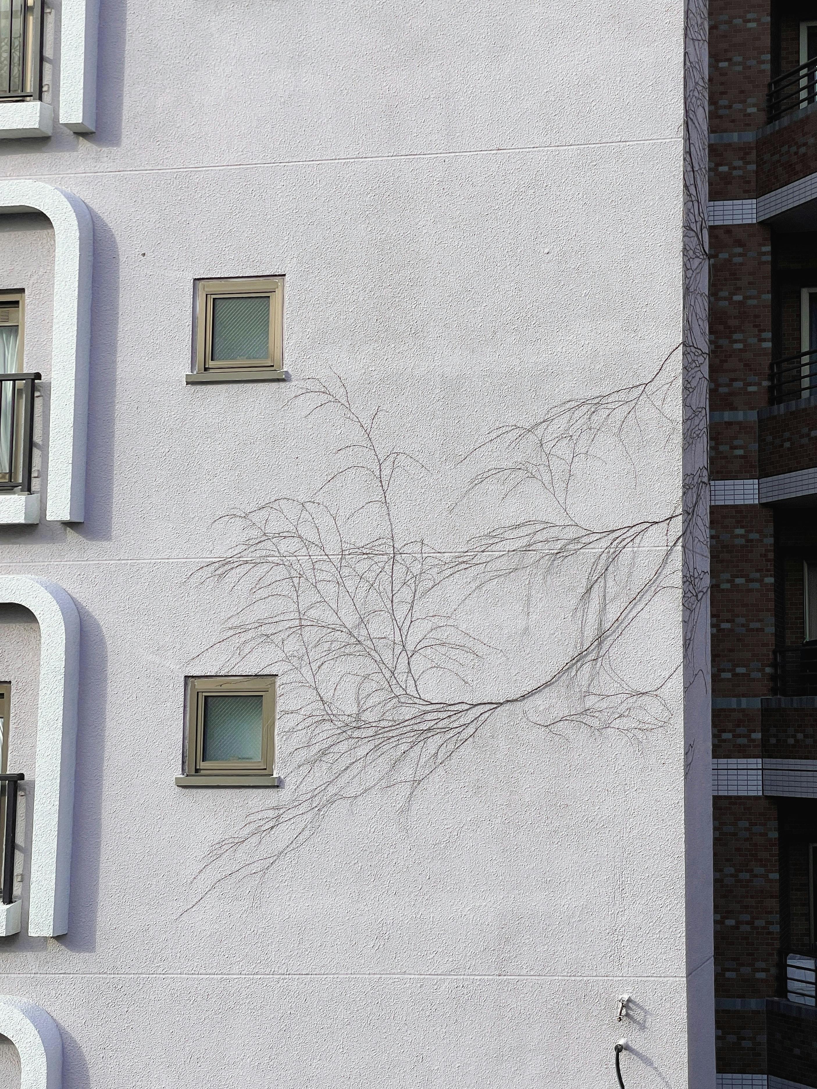 Plant Growing Through Concrete Photos, Download The BEST Free Plant