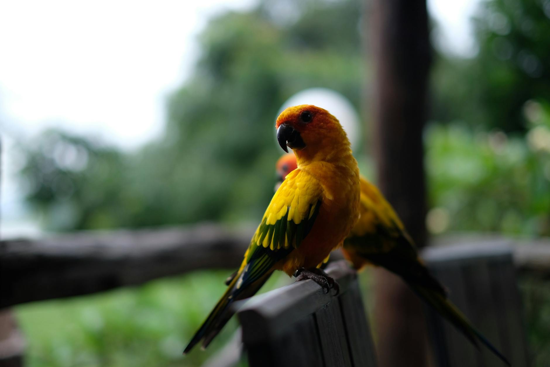 A colorful sun parrot perched on a bench in a lush outdoor setting, showcasing vivid feathers. — free online jigsaw puzzle on JigsawPuzzlesFreeOnline.org