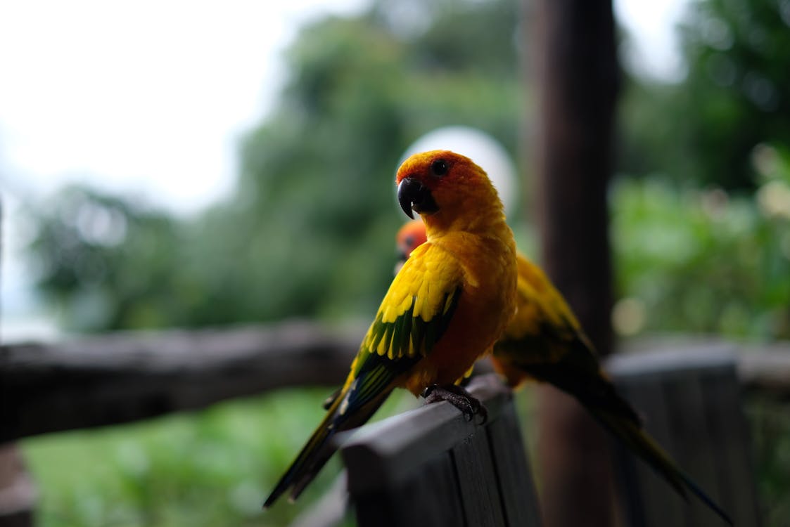 Two Yellow-and-black Birds