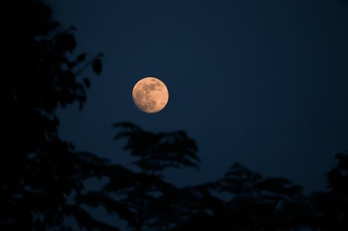 Full Moon over the Silhouette of Trees