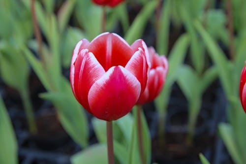 Foto stok gratis berbunga, bidikan close-up, bunga tulip