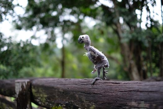 Featherless Bird on Wooden Fence