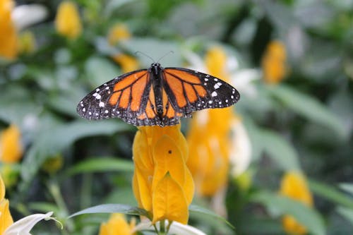 Ingyenes stockfotó pillangó, pillangó egy virágon, pillangó rovar témában