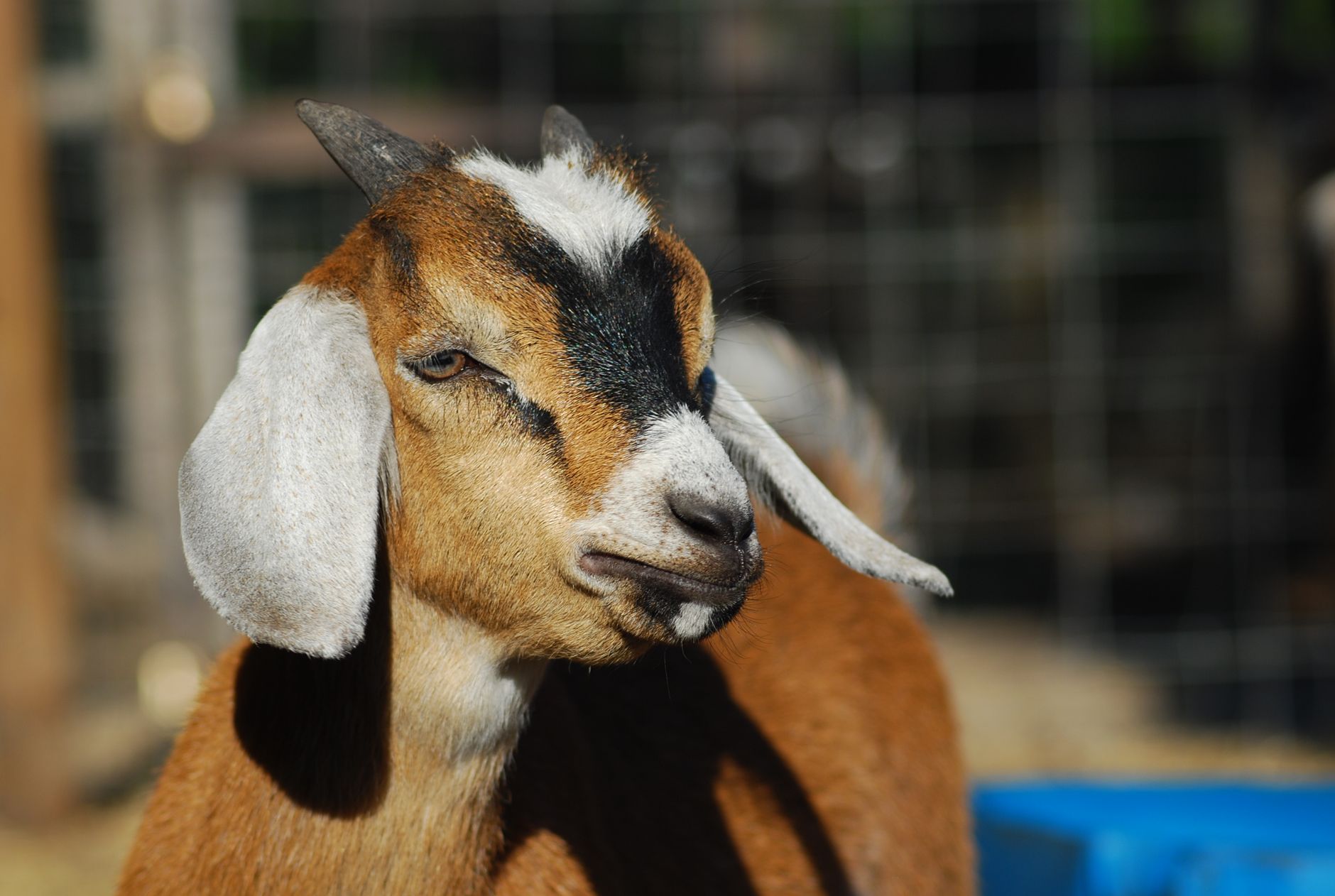 Portrait of a goat at a veterinary clinic