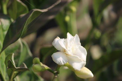 Бесплатное стоковое фото с белая роза