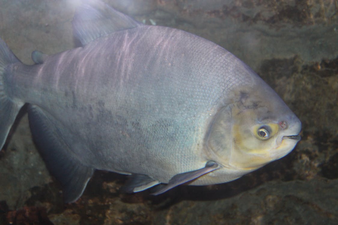 Foto profissional grátis de peixe