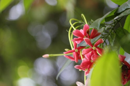 Бесплатное стоковое фото с красивые цветы