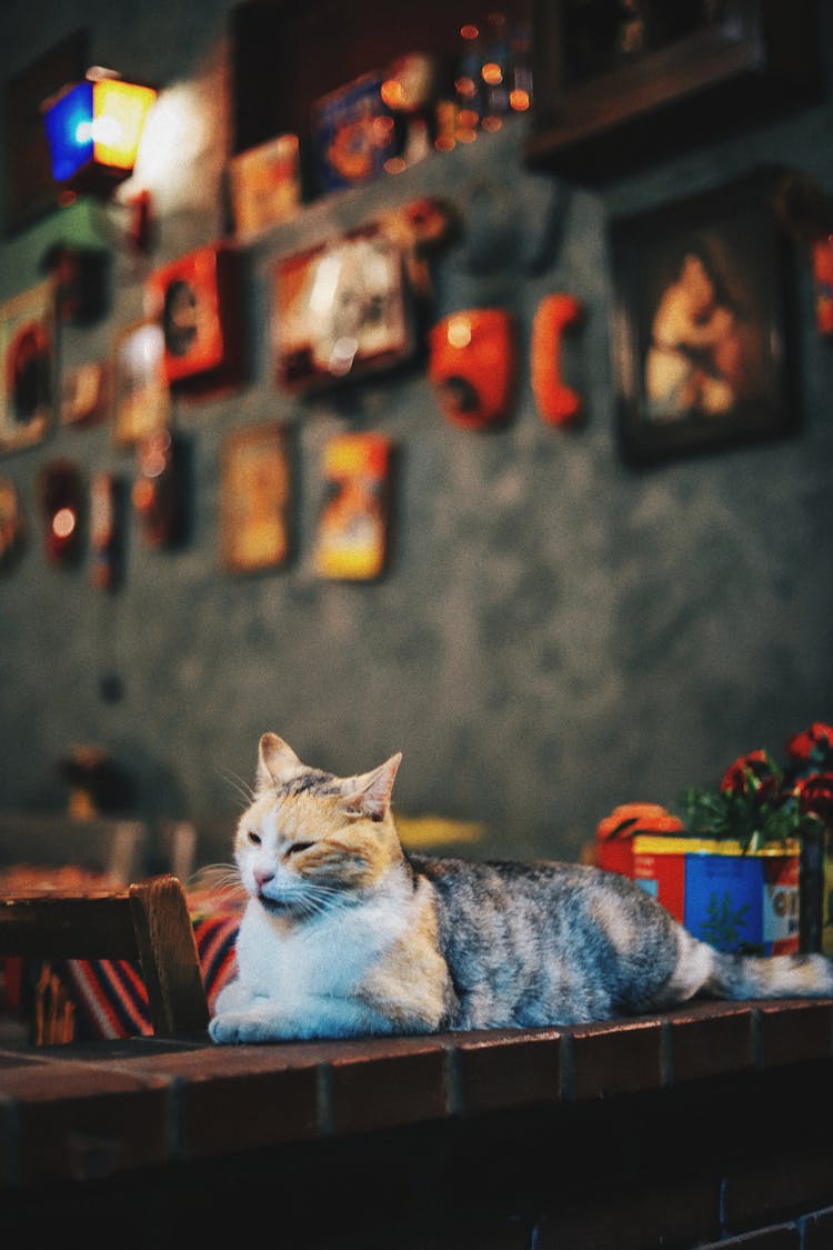 Cat Lying On A Counter