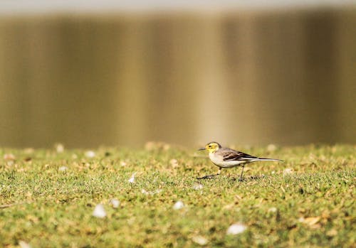 Black and White Bird on Green Grass