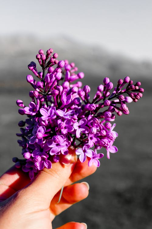 Person Holding Purple Flowers